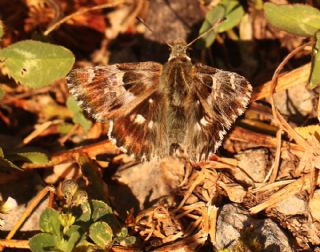 �ark Z�pz�p�&nbsp;(Carcharodus&nbsp;orientalis)