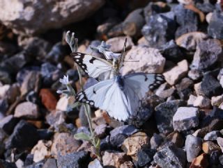 Beyaz nc (Belenois aurota)