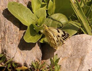 Doruklarn Beneklimelei (Pontia callidice)