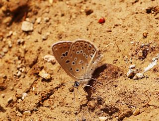 Acem okgzls (Polyommatus alcedo)