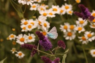 �okg�zl� Fatma Mavisi&nbsp;(Polyommatus&nbsp;fatima)
