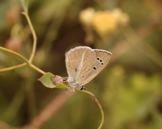 �okg�zl� Selam Mavisi&nbsp;(Polyommatus&nbsp;merhaba)