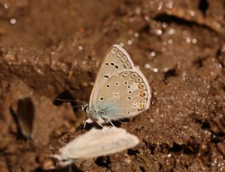 okgzl Byk Turanmavisi (Polyommatus myrrha)