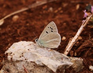 okgzl Erzincan Mavisi (Polyommatus erzindjanensis)