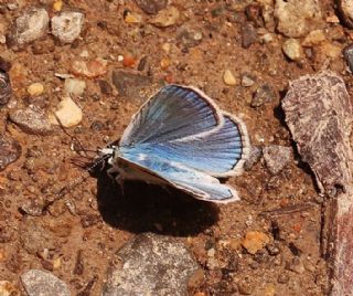 okgzl Kandl Mavisi (Polyommatus kanduli)