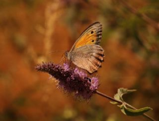 Yalanc� Esmerperi&nbsp;(Hyponephele&nbsp;lycaonoides)