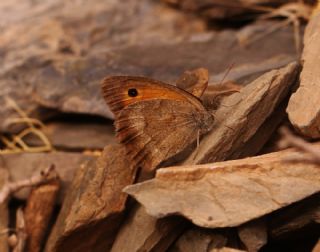 Yalanc� Esmerperi&nbsp;(Hyponephele&nbsp;lycaonoides)