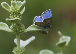 Çokgözlü Küçük Turan Mavisi (Polyommatus cornelius)