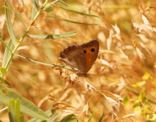 ? Tan�ms�z T�r&nbsp;(n/a&nbsp;NA)