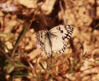 Akdeniz Melikesi (Melanargia titea)