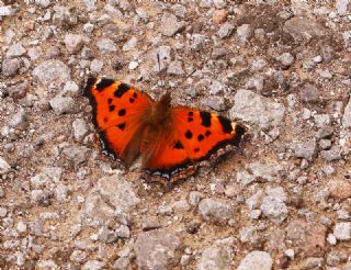 Sar Ayakl Nimfalis (Aglais xanthomelas)