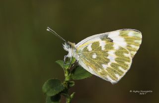 Yeni Beneklimelek (Pontia edusa)