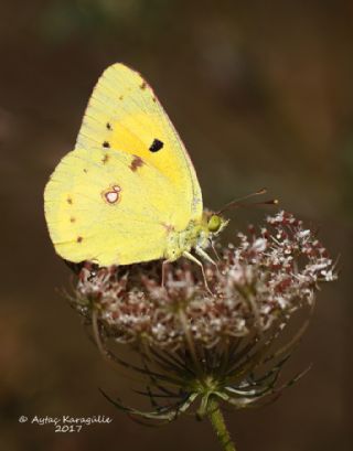 Sar Azamet (Colias croceus)