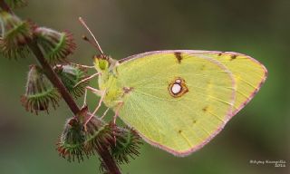 Sar Azamet (Colias croceus)