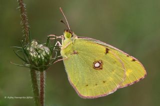 Sar Azamet (Colias croceus)