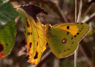 Sar Azamet (Colias croceus)