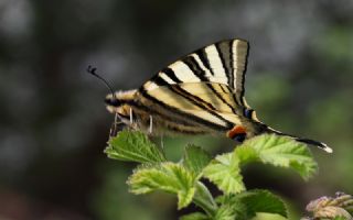 Erik Krlangkuyruk (Iphiclides podalirius)