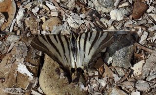 Erik Krlangkuyruk (Iphiclides podalirius)