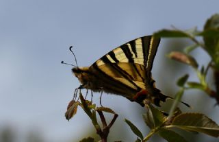 Erik Krlangkuyruk (Iphiclides podalirius)