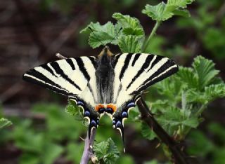 Erik Krlangkuyruk (Iphiclides podalirius)