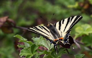 Erik Krlangkuyruk (Iphiclides podalirius)