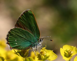 Zmrt (Callophrys rubi)