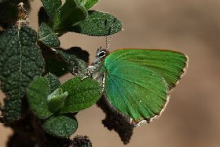 Zmrt (Callophrys rubi)