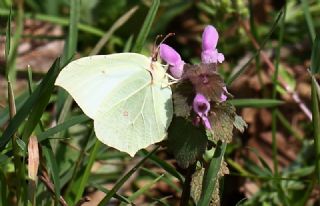 Orakkanat (Gonepteryx rhamni)