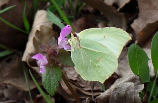 Orakkanat (Gonepteryx rhamni)