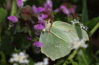 Orakkanat (Gonepteryx rhamni)