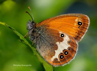 Funda Zpzp Perisi (Coenonympha arcania)