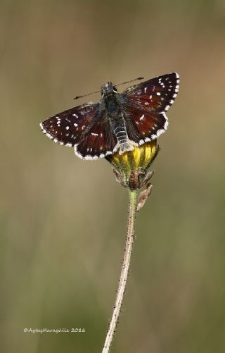 Kzl Zpzp (Spialia orbifer)