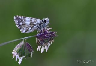 Kzl Zpzp (Spialia orbifer)