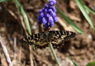 Gney Fistosu (Zerynthia polyxena)