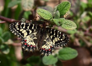 Gney Fistosu (Zerynthia polyxena)