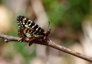 Gney Fistosu (Zerynthia polyxena)