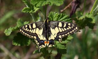 Krlangkuyruk (Papilio machaon)