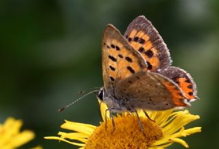 Benekli Bakr Gzeli (Lycaena phlaeas)