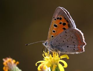 Benekli Bakr Gzeli (Lycaena phlaeas)