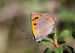 Benekli Bakr Gzeli (Lycaena phlaeas)