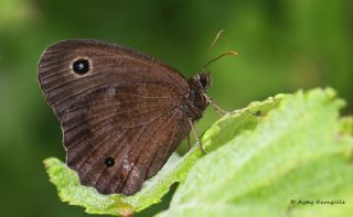 Kara Hayalet (Minois dryas)