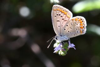 okgzl Mavi (Polyommatus icarus)