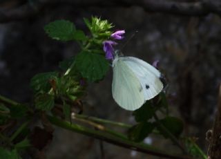 Byk Beyazmelek  (Pieris brassicae)