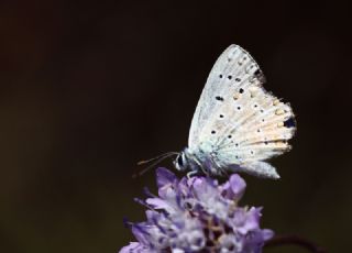 okgzl Gk Mavisi (Polyommatus bellargus)