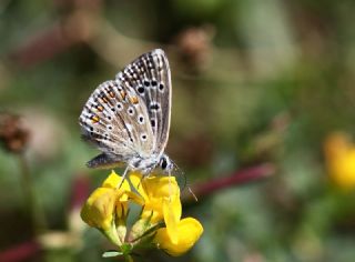 okgzl Gk Mavisi (Polyommatus bellargus)