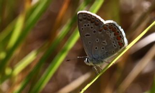 �okg�zl� Mavi&nbsp;(Polyommatus&nbsp;icarus)