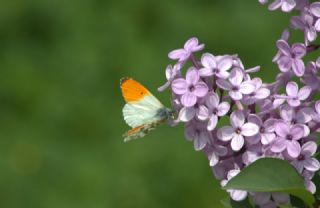 Turuncu Ssl (Anthocharis cardamines)