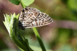 Mavi Zebra (Leptotes pirithous)