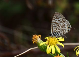 Mavi Zebra (Leptotes pirithous)