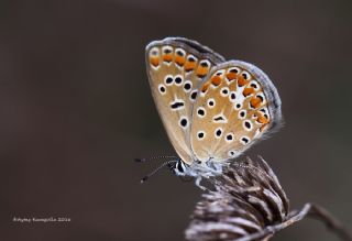 okgzl Mavi (Polyommatus icarus)